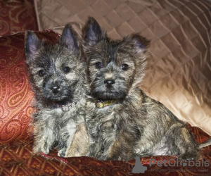 Photo №1. cairn terrier - for sale in the city of Prague | negotiated | Announcement № 96383