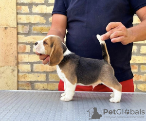 Additional photos: Beagle puppies from top show parents