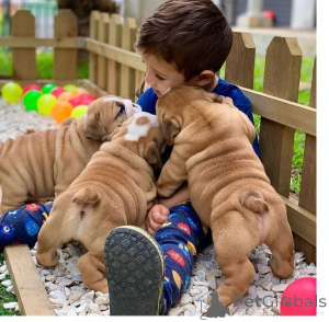 Photo №1. english bulldog - for sale in the city of Freiburg | 329$ | Announcement № 147594