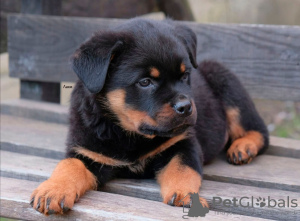Photo №2 to announcement № 18075 for the sale of rottweiler - buy in Russian Federation private announcement
