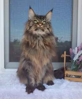 Photo №1. maine coon - for sale in the city of Stavropol | 665$ | Announcement № 3422