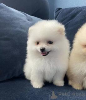 Photo №3. Pomeranian spitz puppies. Russian Federation
