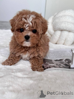 Photo №3. Male and Female Maltipoo Puppies available.. Australia