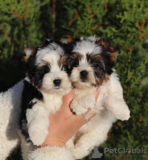 Photo №2 to announcement № 97262 for the sale of yorkshire terrier - buy in Germany private announcement