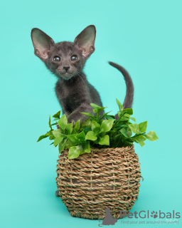 Photo №4. I will sell oriental shorthair in the city of Novosibirsk. from nursery - price - negotiated