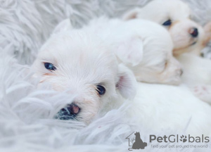 Photo №1. maltese dog - for sale in the city of Copenhague | 599$ | Announcement № 9887