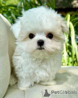 Photo №4. I will sell maltese dog in the city of Helsinki. private announcement, from the shelter - price - 516$