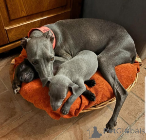 Photo №4. I will sell italian greyhound in the city of Marl.  - price - 599$