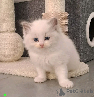 Photo №4. I will sell ragdoll in the city of Heinävesi.  - price - Is free