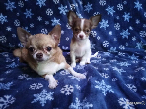 Photo №2 to announcement № 2406 for the sale of chihuahua - buy in Russian Federation from nursery