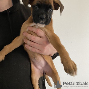 Photo №3. German boxer puppies for sale.. Sweden