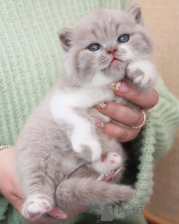 Photo №1. british shorthair - for sale in the city of Basel | negotiated | Announcement № 156779