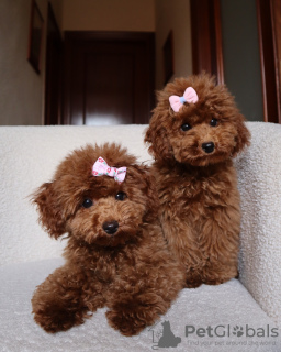 Photo №1. poodle (toy) - for sale in the city of Berlin | negotiated | Announcement № 102656