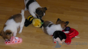 Photo №2 to announcement № 161221 for the sale of chihuahua - buy in Germany 