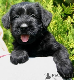 Photo №3. Super Adorable Giant Schnauzer Puppies. Poland