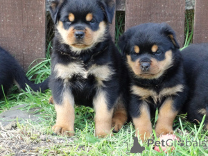Photo №3. Rottweiler Puppies.. Denmark