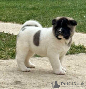 Additional photos: American Akita puppies