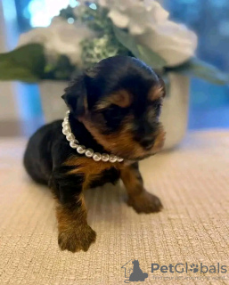 Photo №1. yorkshire terrier - for sale in the city of Ohio City | Is free | Announcement № 123119