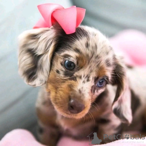 Photo №2 to announcement № 163623 for the sale of dachshund - buy in Finland private announcement, from the shelter