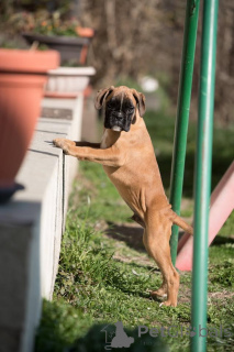 Photo №3. German boxer. Serbia