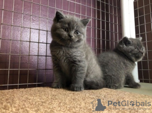 Photo №1. british shorthair - for sale in the city of Berlin | negotiated | Announcement № 74517