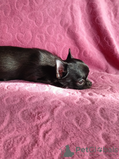 Photo №4. I will sell chihuahua in the city of Minsk. breeder - price - negotiated