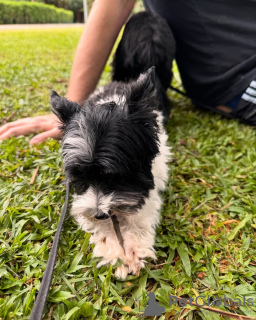 Photo №2 to announcement № 132658 for the sale of yorkshire terrier - buy in Spain breeder