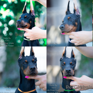 Photo №1. dobermann - for sale in the city of Warsaw | negotiated | Announcement № 20451