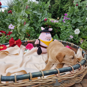 Photo №4. I will sell labradoodle in the city of Poznan. private announcement - price - negotiated