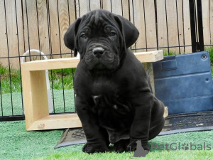 Photo №2 to announcement № 167785 for the sale of cane corso - buy in Finland private announcement