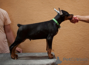 Additional photos: Doberman puppies