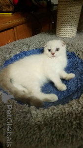 Photo №2 to announcement № 7894 for the sale of scottish fold - buy in Russian Federation private announcement
