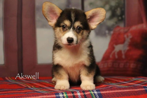 Photo №1. welsh corgi - for sale in the city of Витебск | 1000$ | Announcement № 4571