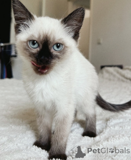 Photo №2 to announcement № 176586 for the sale of siamese cat - buy in Germany breeder