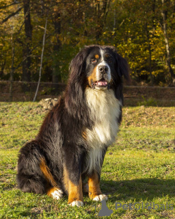 Photo №4. I will sell bernese mountain dog in the city of Wodzisław Śląski. breeder - price - 757$