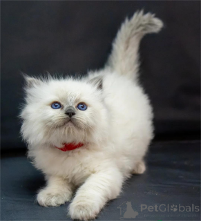 Photo №1. ragdoll - for sale in the city of Böblingen | 329$ | Announcement № 153369