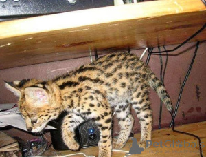 Photo №2 to announcement № 99686 for the sale of savannah cat - buy in United Kingdom private announcement, from nursery, from the shelter