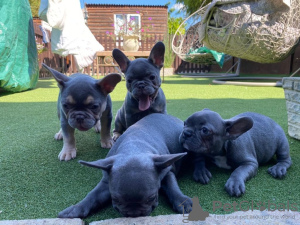 Photo №1. french bulldog - for sale in the city of Poprad | negotiated | Announcement № 45231