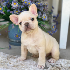 Photo №3. French Bulldog Male 6 weeks old Ready by Apr. 23. Germany