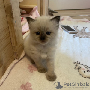 Photo №2 to announcement № 103837 for the sale of ragdoll - buy in Germany 