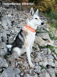 Photo №4. I will sell west siberian laika in the city of Монтана. private announcement - price - negotiated