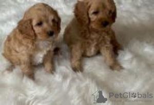 Photo №2 to announcement № 129134 for the sale of cavalier king charles spaniel - buy in Finland breeder