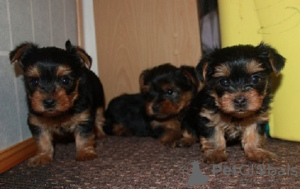 Photo №1. yorkshire terrier - for sale in the city of Doha | negotiated | Announcement № 133663