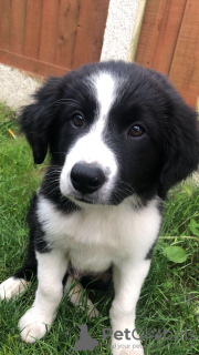 Photo №1. border collie - for sale in the city of Berlin | 317$ | Announcement № 70880