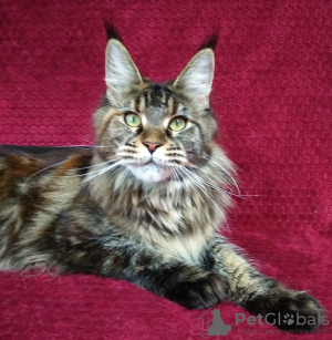 Additional photos: Maine Coon. Young cat for breeding.