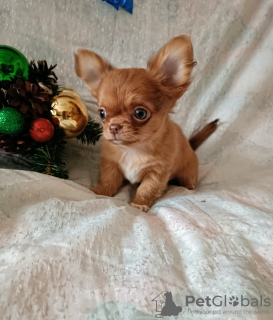 Photo №4. I will sell chihuahua in the city of Minsk. breeder - price - 480$