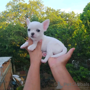 Photo №2 to announcement № 118414 for the sale of chihuahua - buy in Finland private announcement, breeder