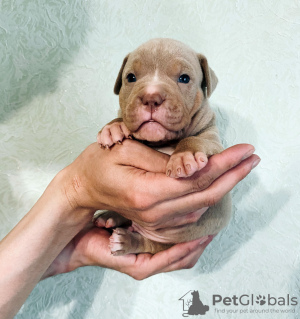 Photo №1. american bully - for sale in the city of Pskov | negotiated | Announcement № 52252