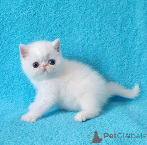 Photo №1. exotic shorthair - for sale in the city of Güteersloh | 361$ | Announcement № 176683
