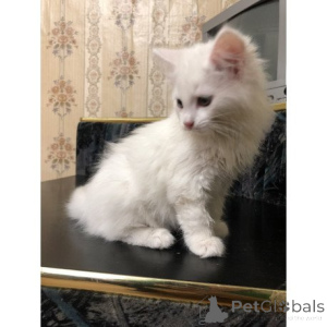 Photo №1. turkish angora - for sale in the city of Harrogate | 361$ | Announcement № 174395